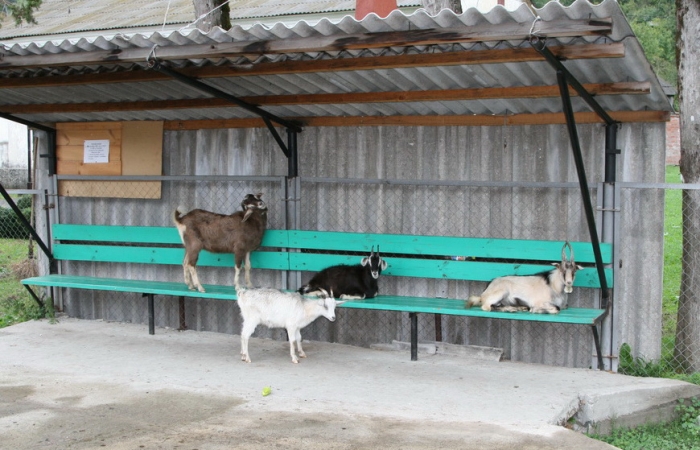 Вечерний сходняк