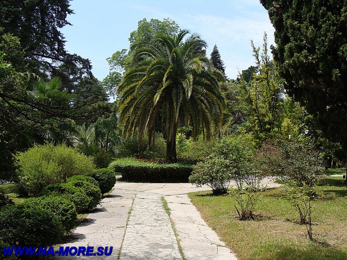 Канарская финиковая пальма