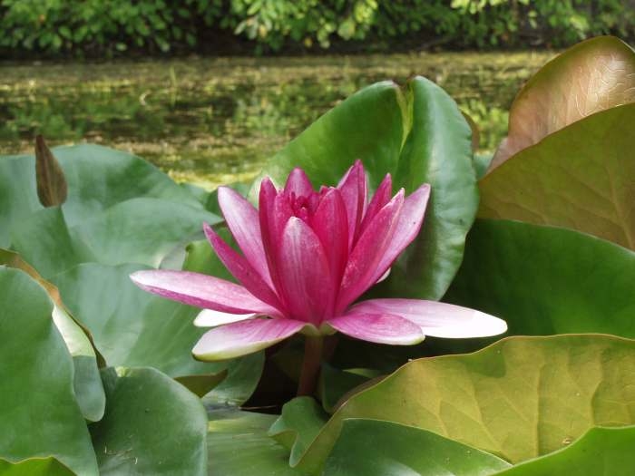 кувшинка_раз