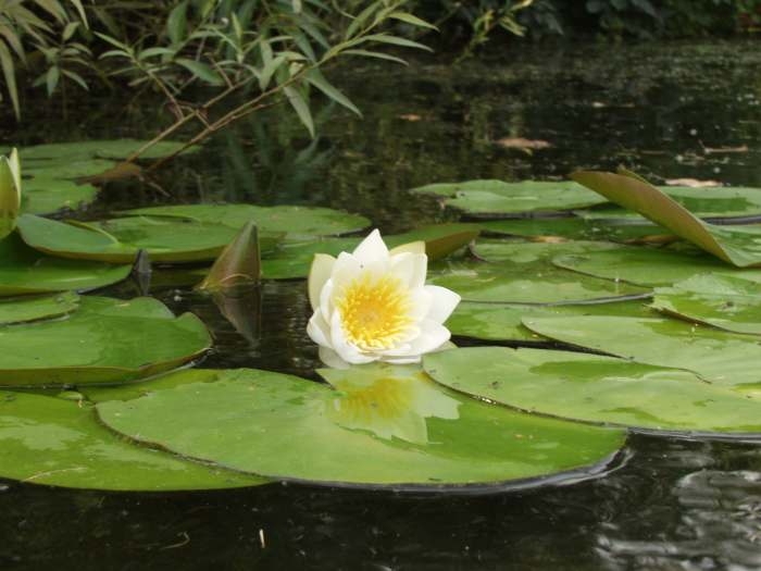 кувшинка_раз