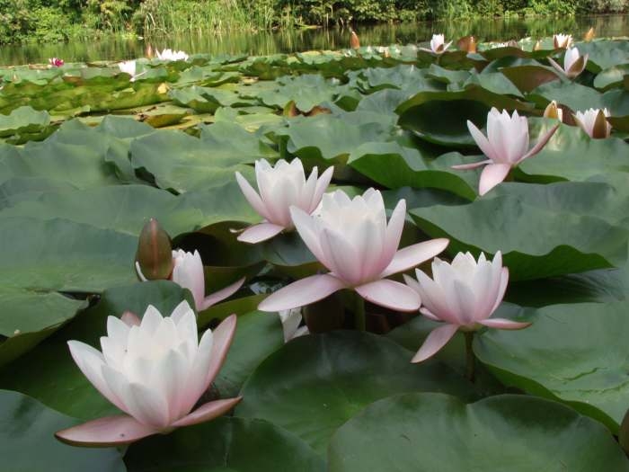 кувшинка_раз