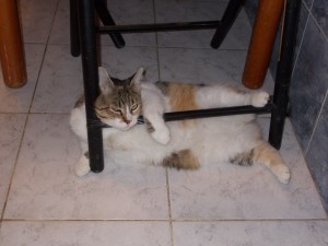 Кот да Винчи