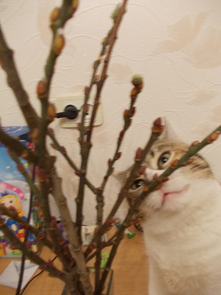 Котэ-дебилЭ