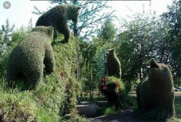 Утро в сосновом бору