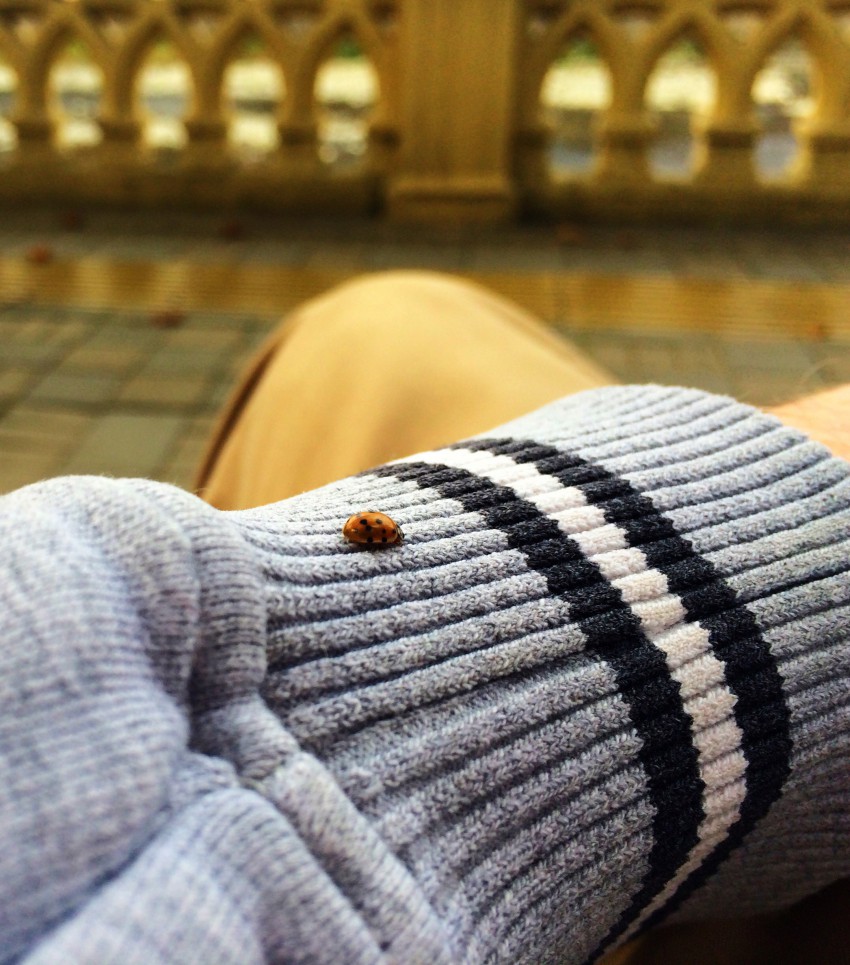 Моя Божьякоровка