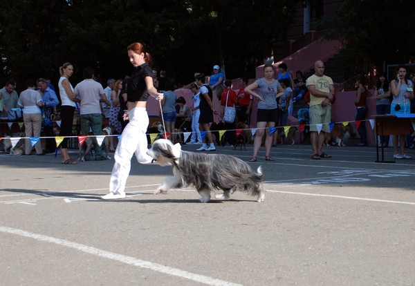 выставление в ринге