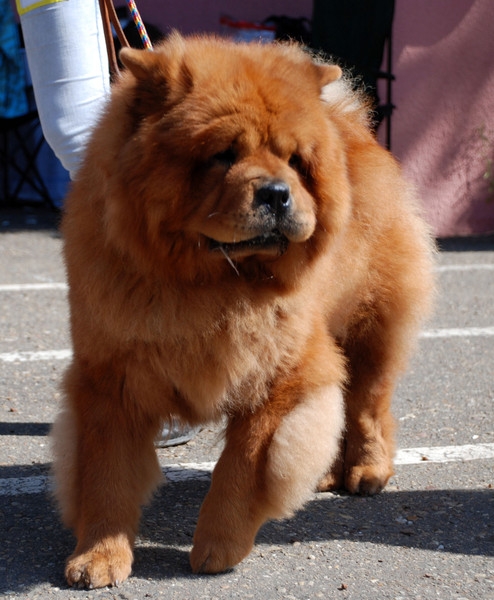 выставление в ринге