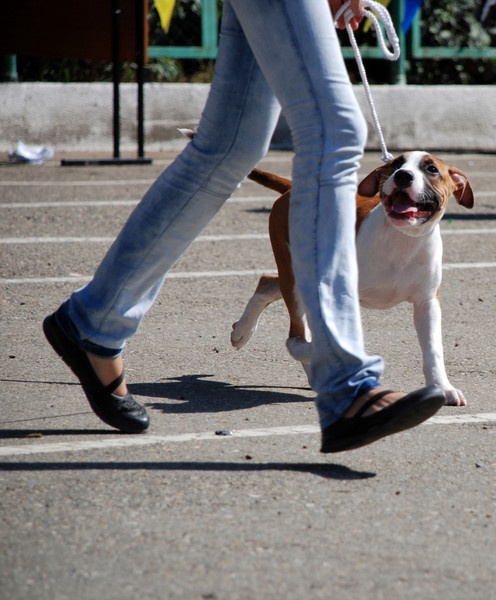 выставление в ринге