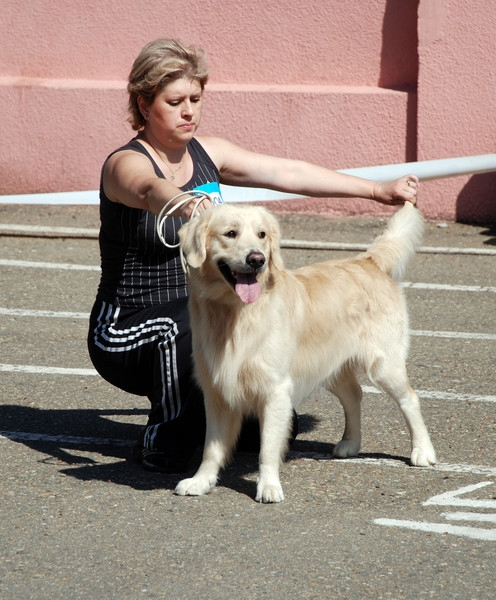 выставление в ринге