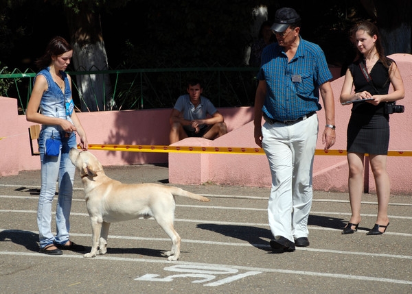 выставление в ринге