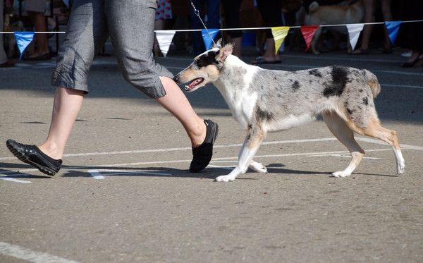 выставление в ринге