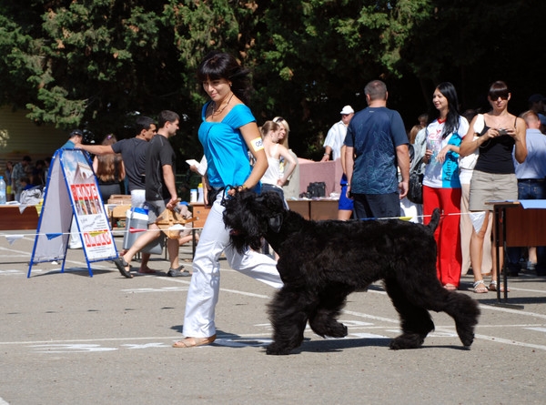 выставление в ринге