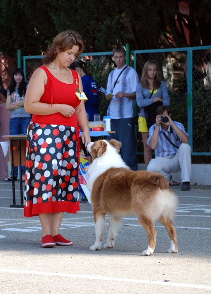 выставление в ринге