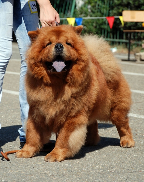 выставление в ринге