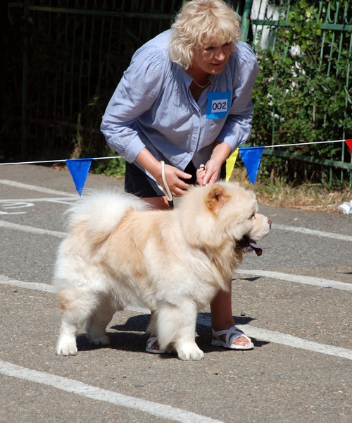 выставление в ринге