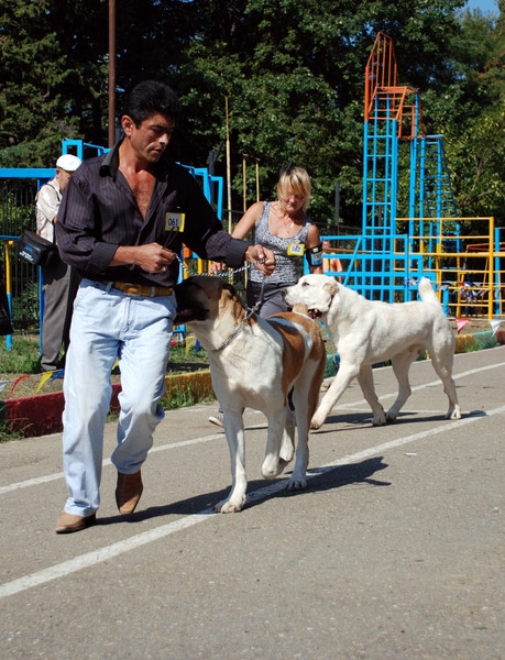 выставление в ринге