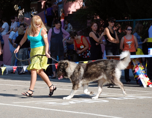 выставление в ринге