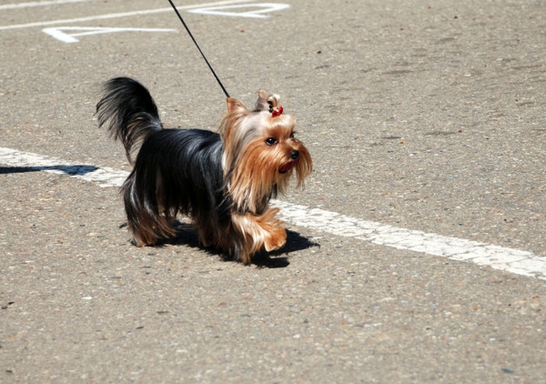 выставление в ринге