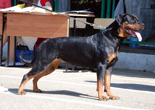 выставление в ринге