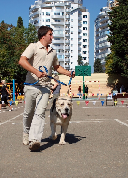 выставление в ринге