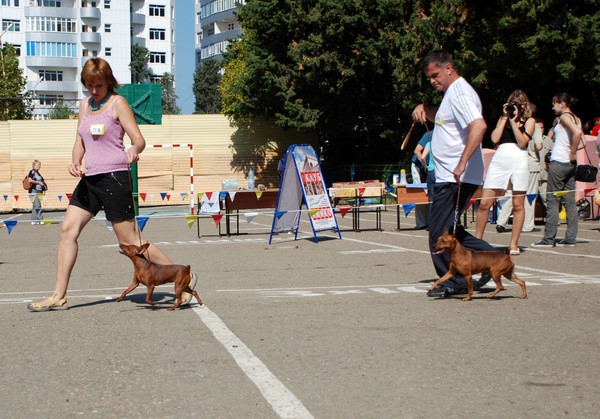 выставление в ринге