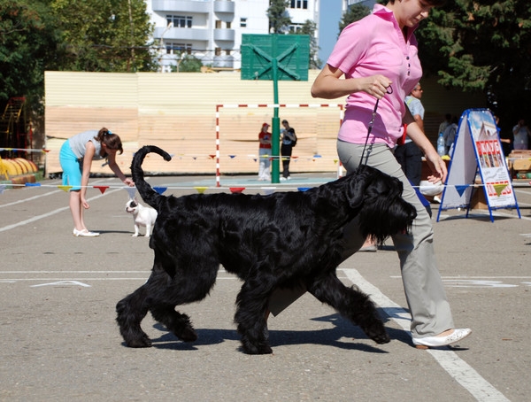 выставление в ринге