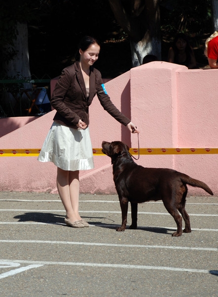 выставление в ринге