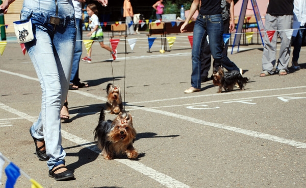 выставление в ринге
