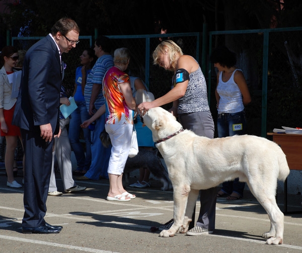 выставление в ринге