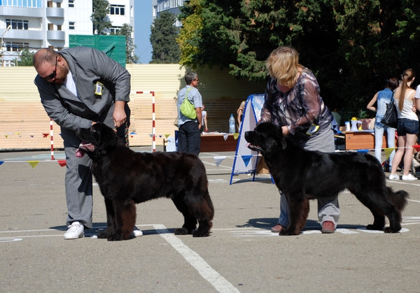 выставление в ринге