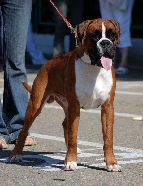 выставление в ринге