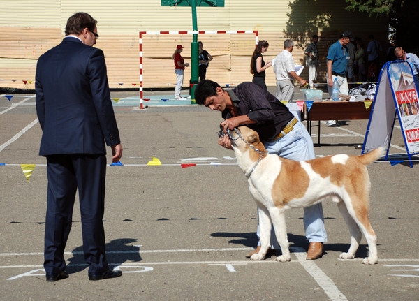 выставление в ринге