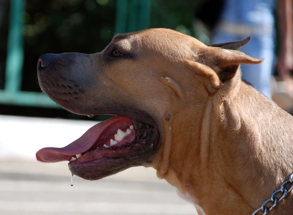 выставление в ринге