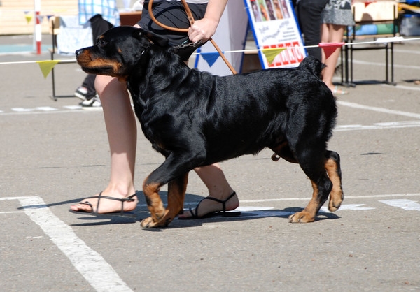 выставление в ринге