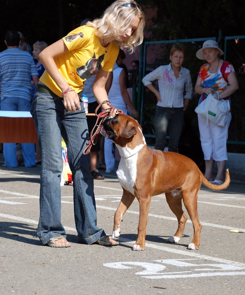 выставление в ринге