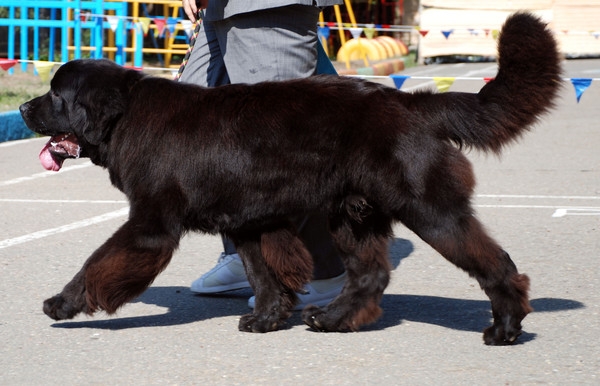 выставление в ринге