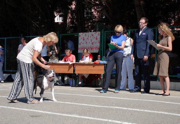 выставление в ринге