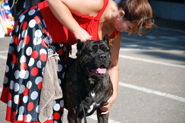 выставление в ринге