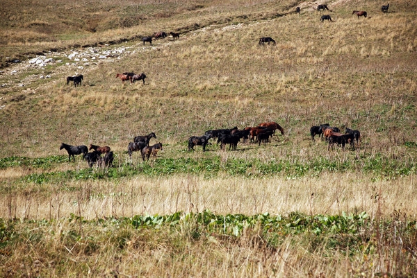 Лагонаки, лошади