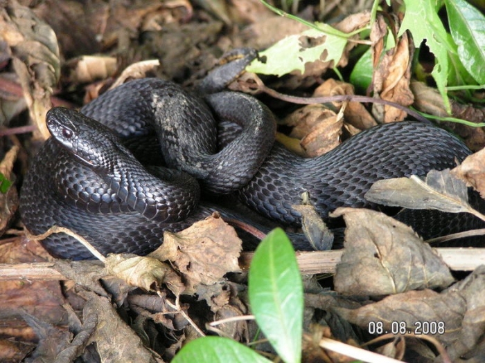 черный полоз