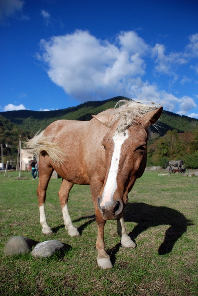 смешная коняка