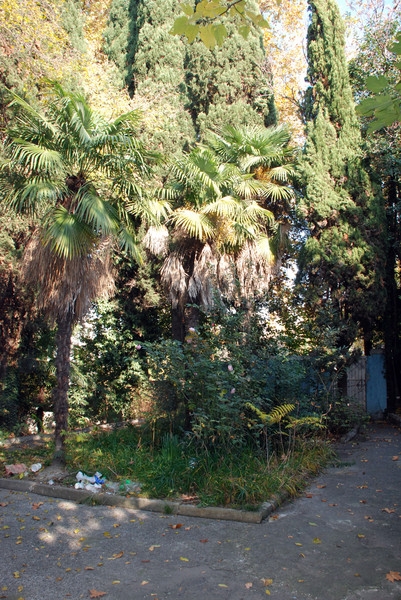 клумба рядом во дворике