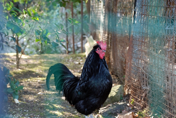 в Дендрарии