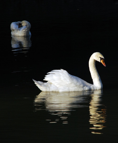 в Дендрарии