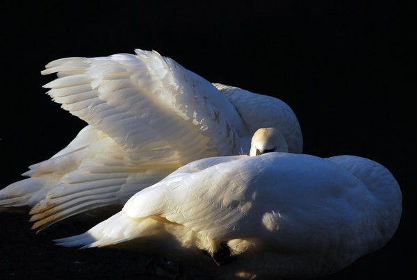 в Дендрарии