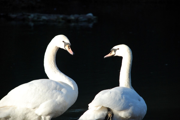 в Дендрарии