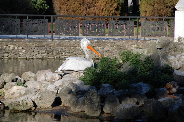 в Дендрарии