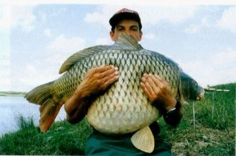 Карп обыкновенный
