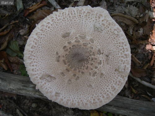 гриб зонтик пёстрый