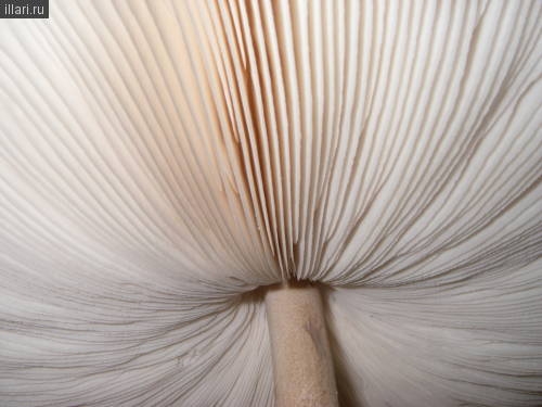 гриб зонтик пёстрый